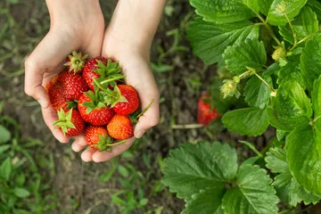 Organic Cultivation Customized logo Fresh Fruit Sweet Slightly Sour taste Low Sugar Strawberry For Export