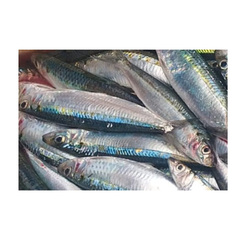 Hot Sale Good Quality Fresh Frozen Sardine Fish Wholesale Low Price from Indonesia