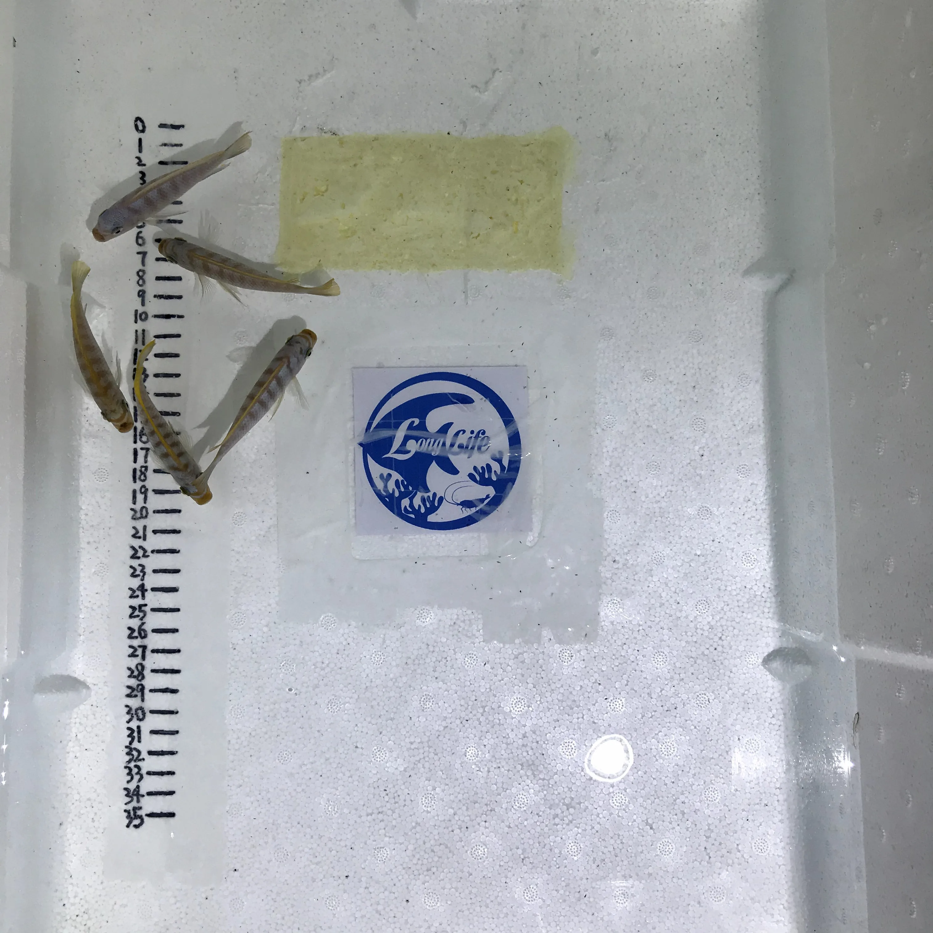 
Farm bred Pseudotropheus sp.