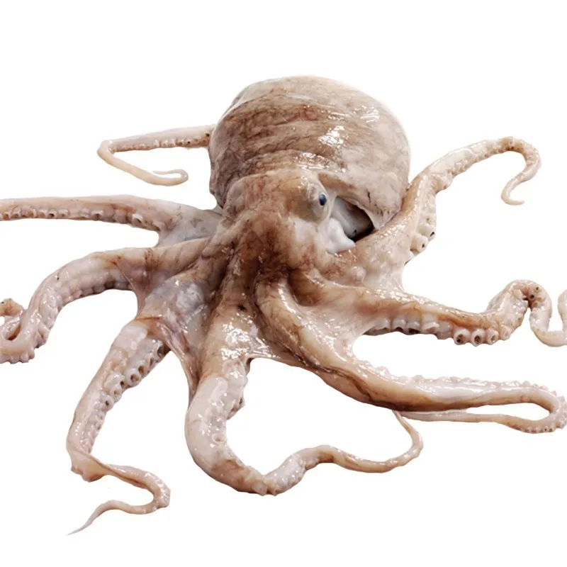 Fresh Frozen Octopus Long Leg / Short Leg 300-500g in Bulk