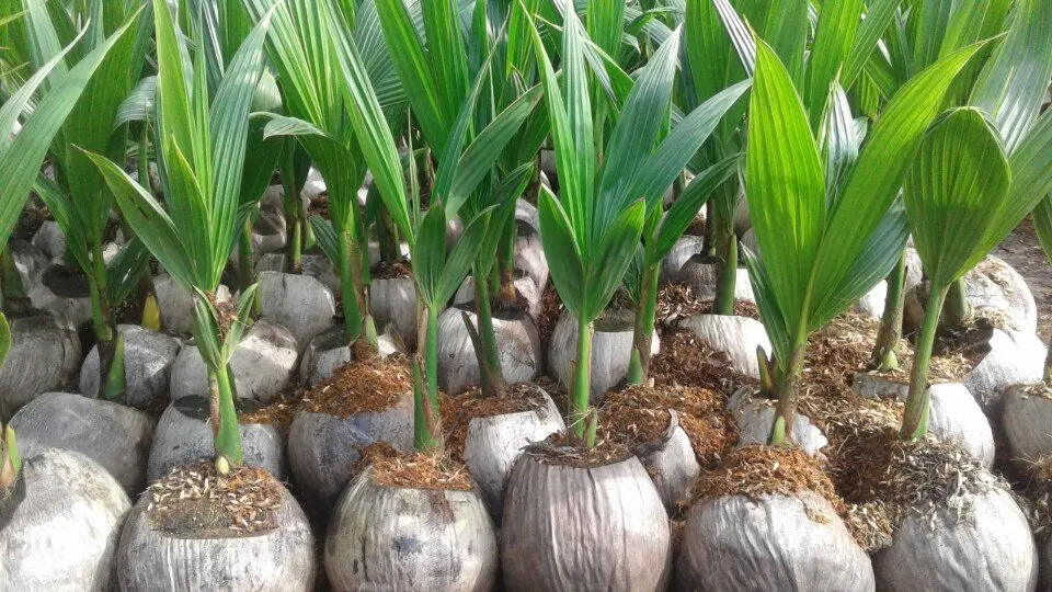 Кокосовое рассады/кокосовое дерево/молодое кокосовое растение вьетнамская Дельта (MS LAURA + 84 896611913)