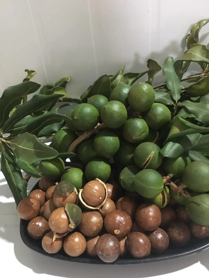 Macadamia nuts fresh and nutritious  to from Vietnam