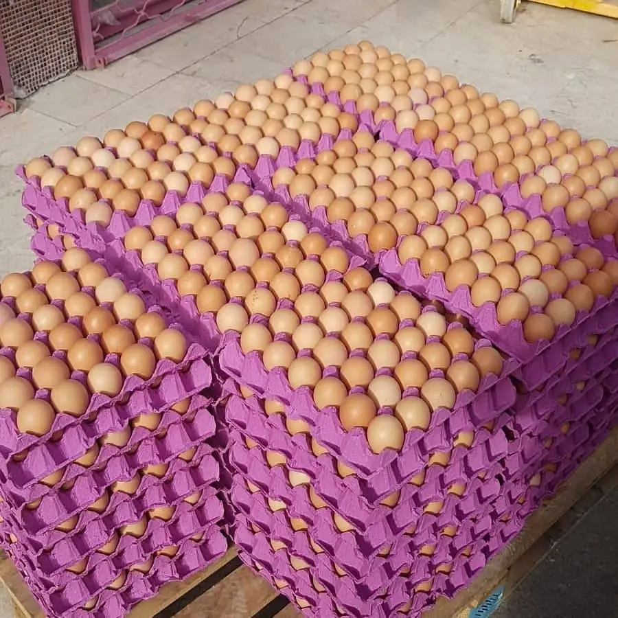 Свежие куриные яйца доступны для продажи по низкой