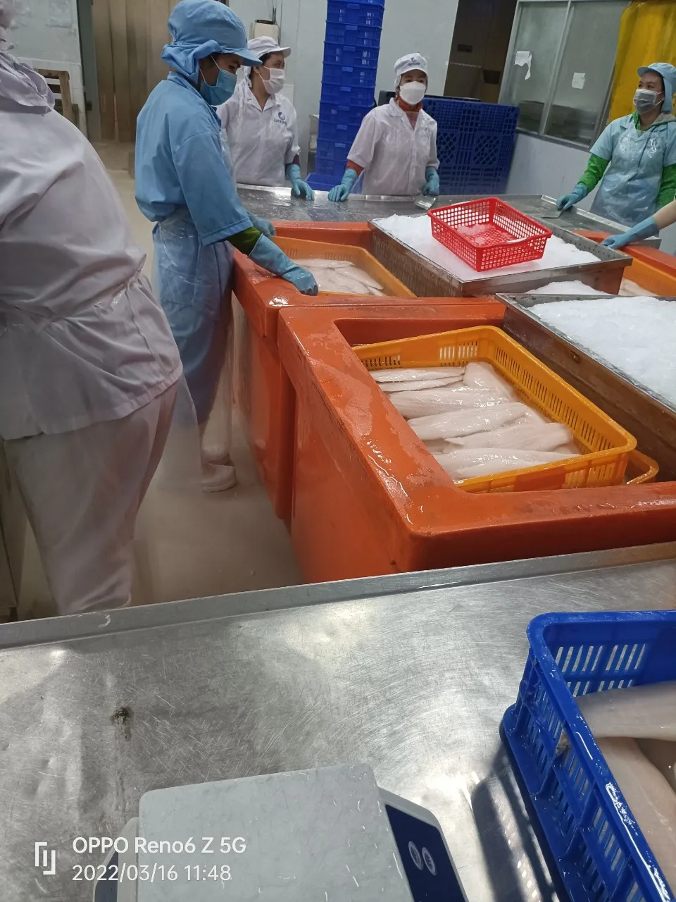 Best price Made in Vietnam Fresh Seafood Vannamei Shrimp HOSO at Good Price Frozen shrimp vannamei