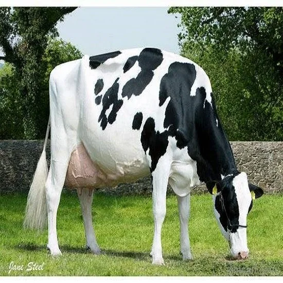 HOLSTEIN HEIFERS/здоровые живые молочные коровы, беременные Holstein Heifers Cow,