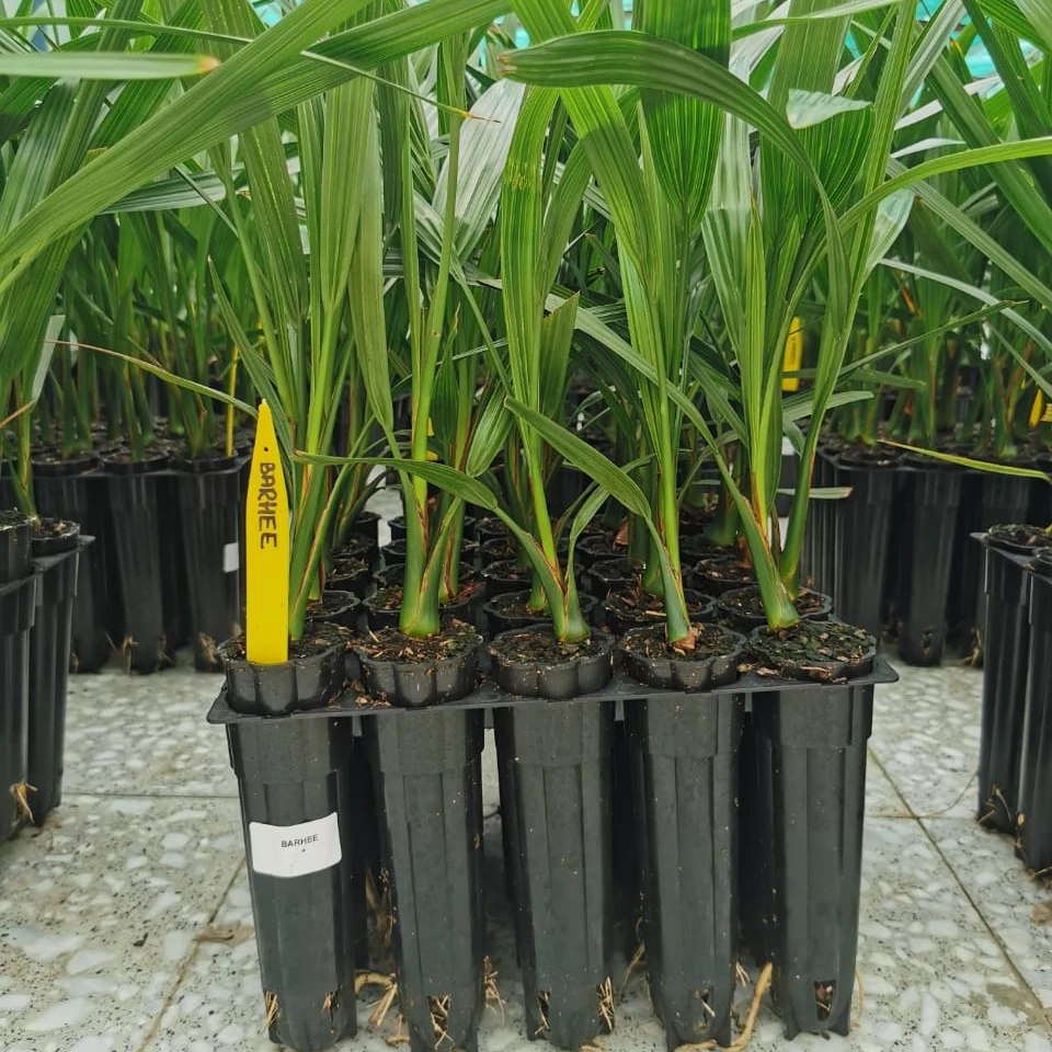 
Культивирование тканей UED 