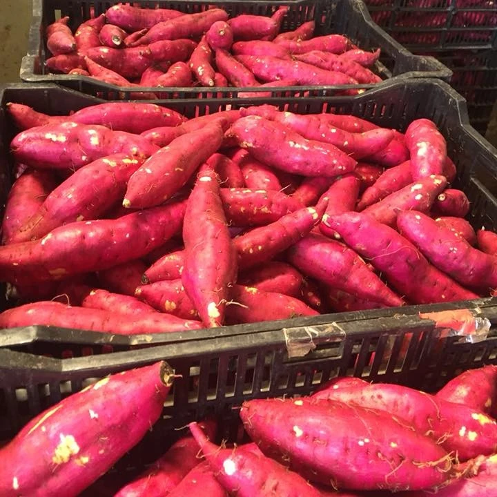 Farms Organic Fresh Sweet Potatoes