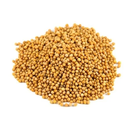 Oil grains dried seeds yellow mustard