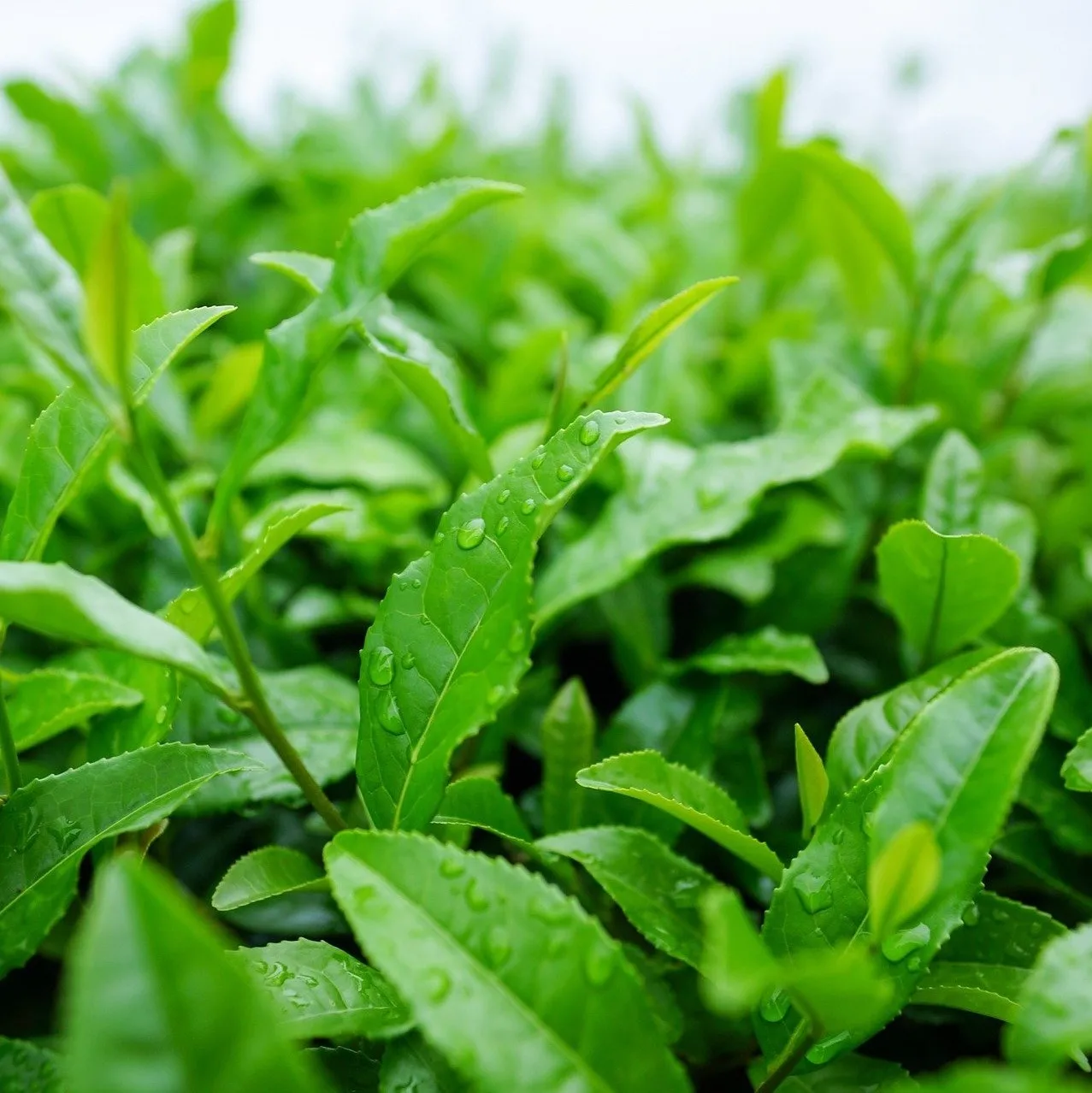 Extra high grade Okumidori & Samidori tea leaves from the first harvests only picked by hand & machine  -item number No.3-