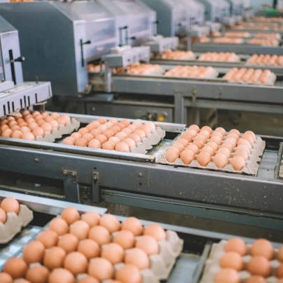 Poultry Table Fresh Chicken Egg/ High Quality Fresh Chicken Eggs at Farm price