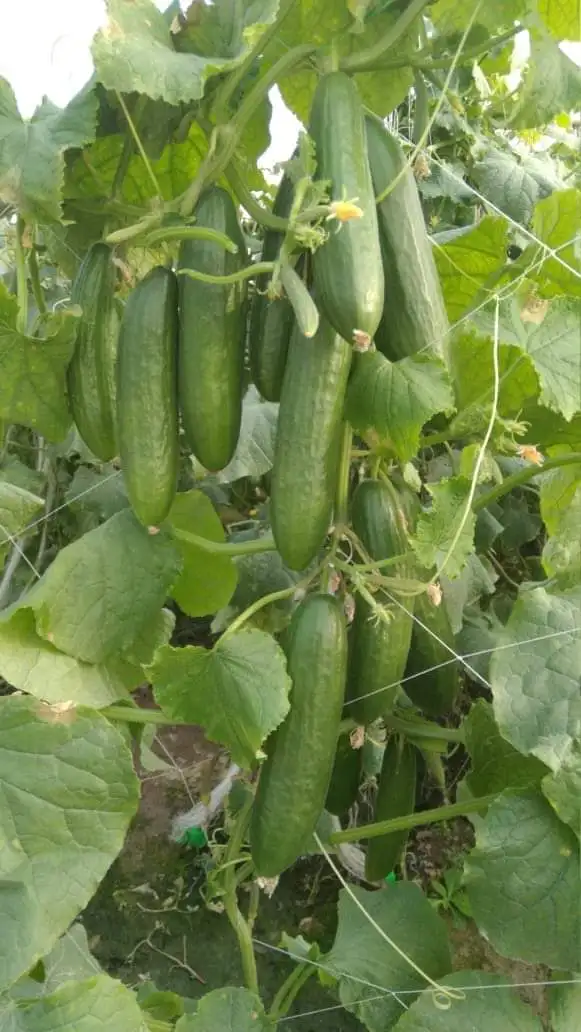 
2021 NEW HIGH YEILDING HYBRID CUCUMBER SEEDS FOR ZAMBIA 