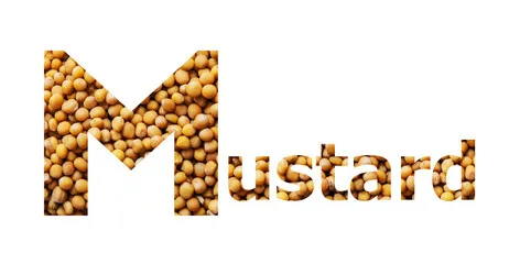 
Yellow Mustards seed 