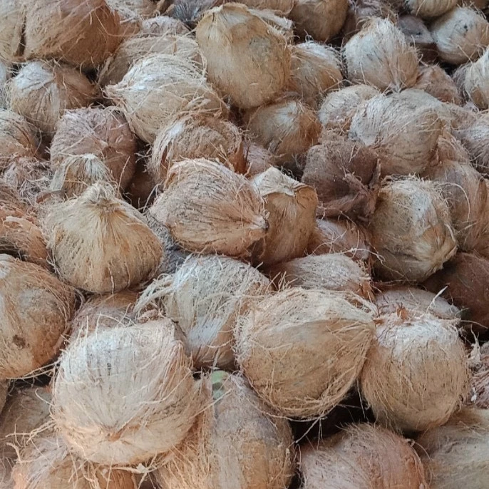 Fresh Mature Coconut for Wholesale / Semi husked mature coconut from Vietnam / Quick Response