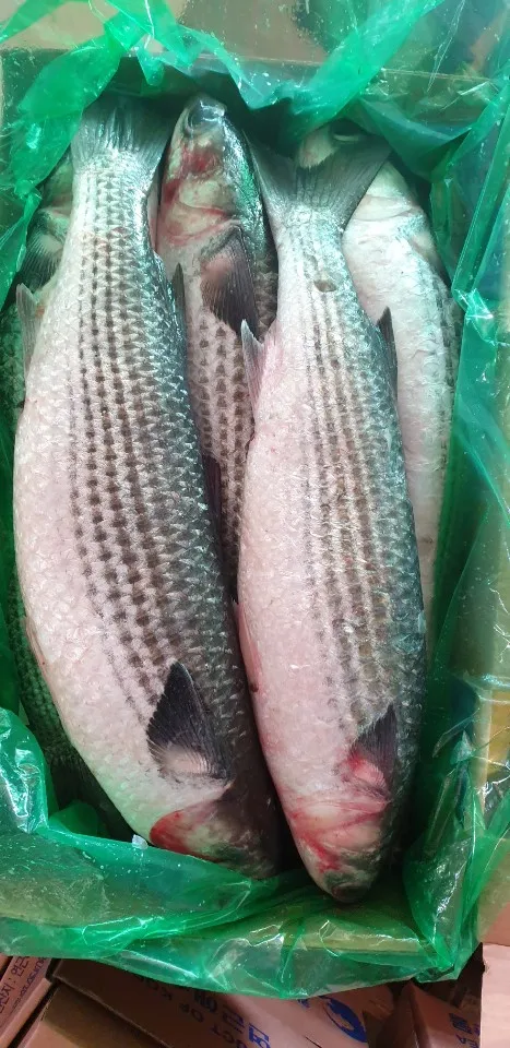 FROZEN GREY MULLET ( MUGIL CEPHALUS ) SEA FISH EXPORTERS SUPPLIERS TRADERS OF INDIA WITH BULK ORDER QUANTITY