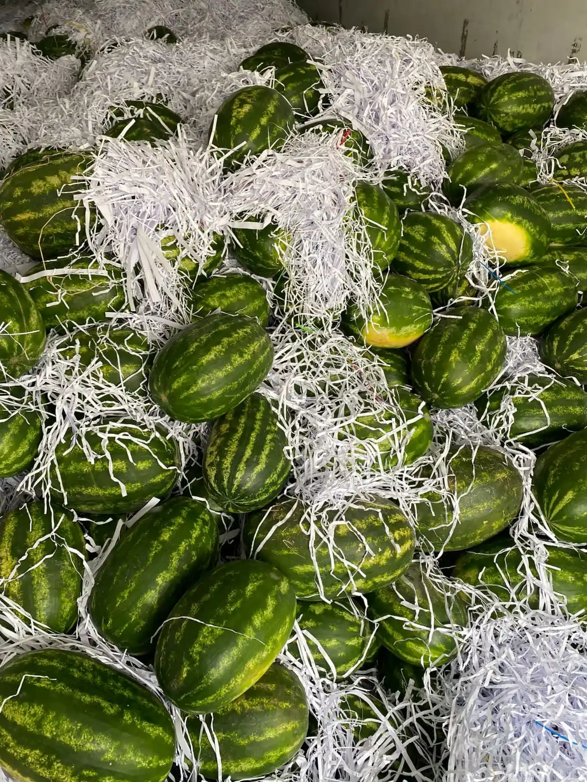 WHOLESALE TURKISH TOP QUALITY SWEET JUICY WATERMELON