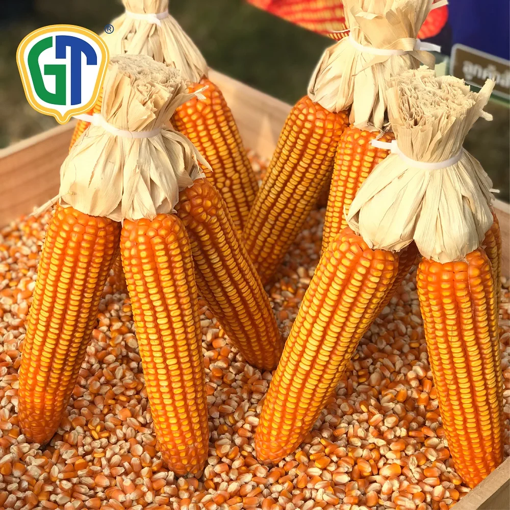 
Seeds for Vegetables Medium Yellow Red Hybrid Corn Seeds GT822 From Thailand 