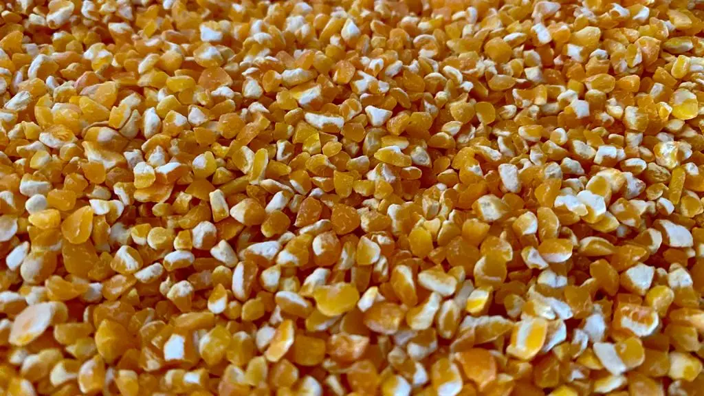 Yellow Corn Grits for animal feed 2021 hot selling