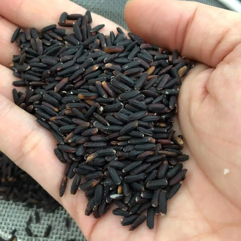 
Best Grade Factory Price Black Rice Viet Nam Origin - WA +84-916-813-986 (Jasmine) 
