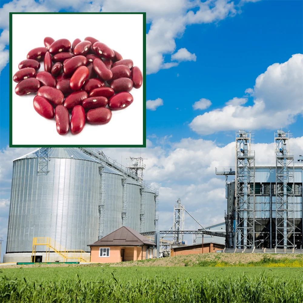 Красная фасоль Премиум-Качества, 25/35 кг в пакетах или оптом, оптовые цены