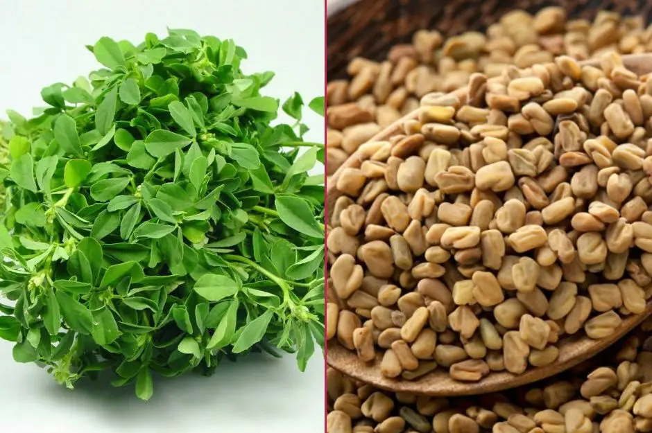 
High Quality Fenugreek Powder 