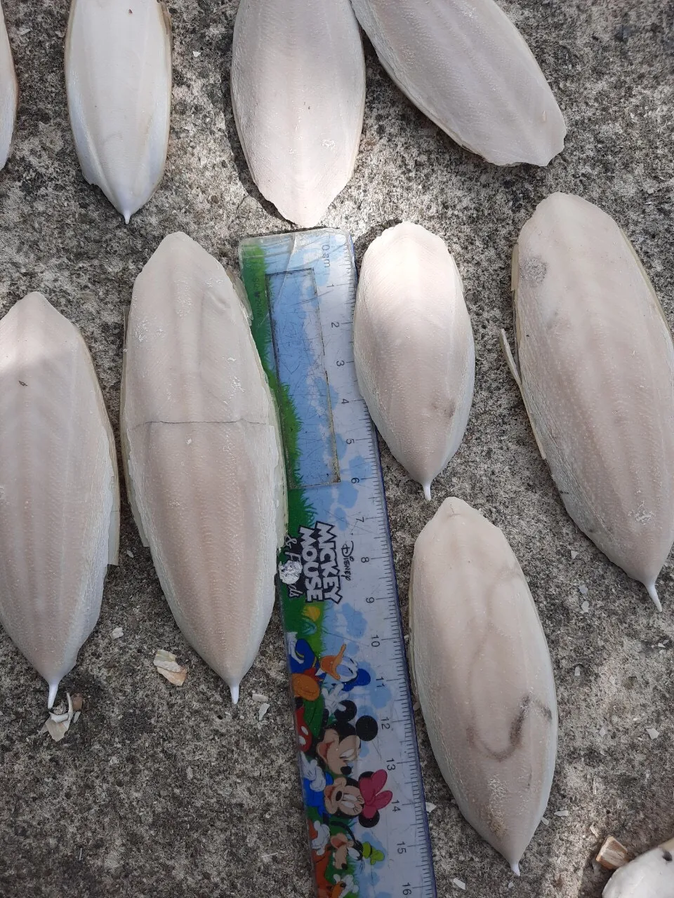 Оптовая продажа костей для морской Слепки корма птиц 84 896674503