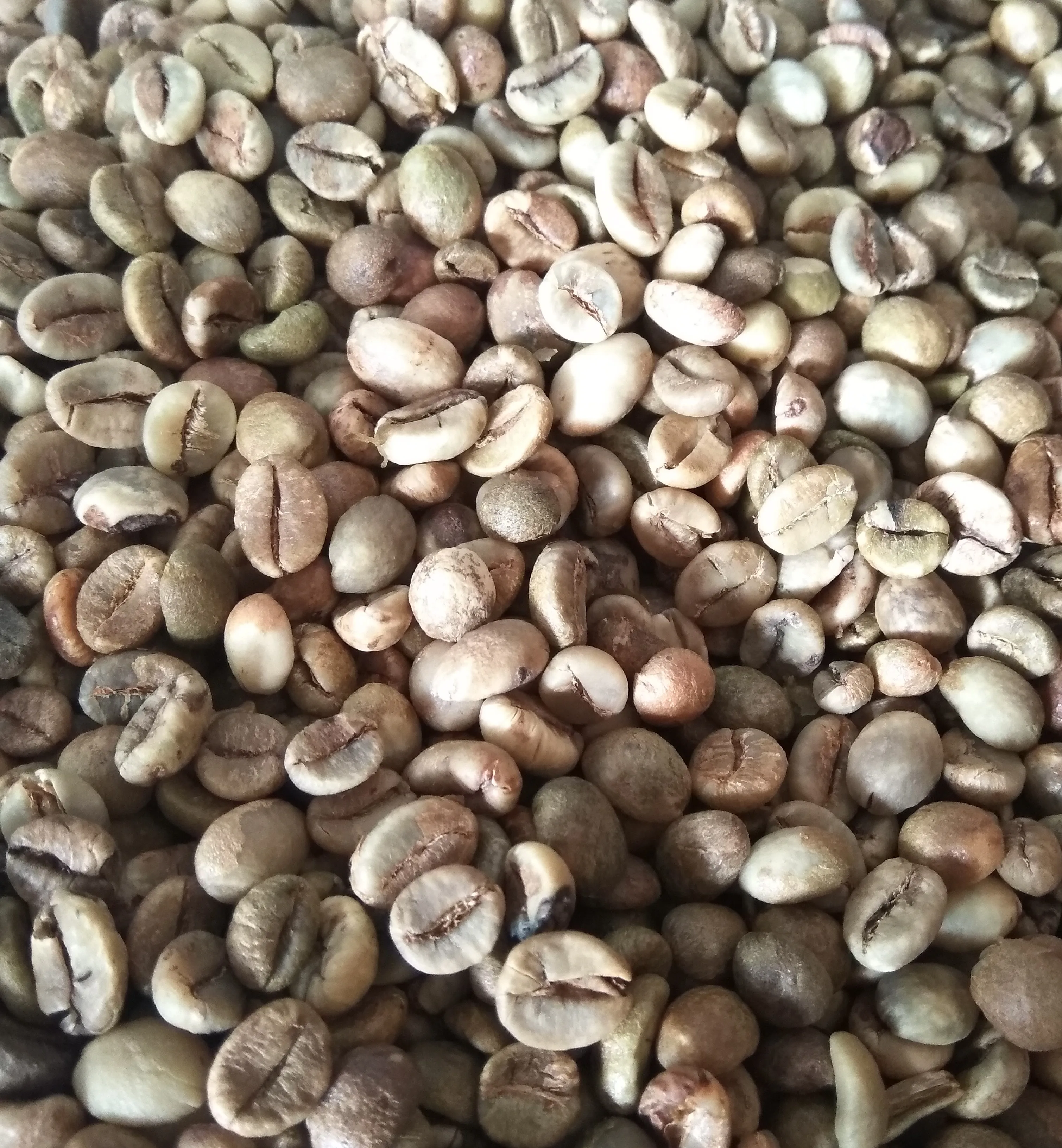 High quality Robusta green coffee beans