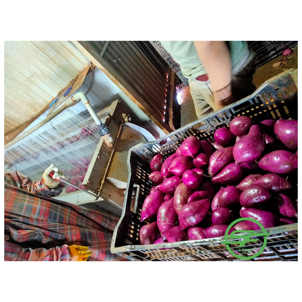 Высокое качество конкурентоспособная цена Фиолетовый Свежий сладкий картофель