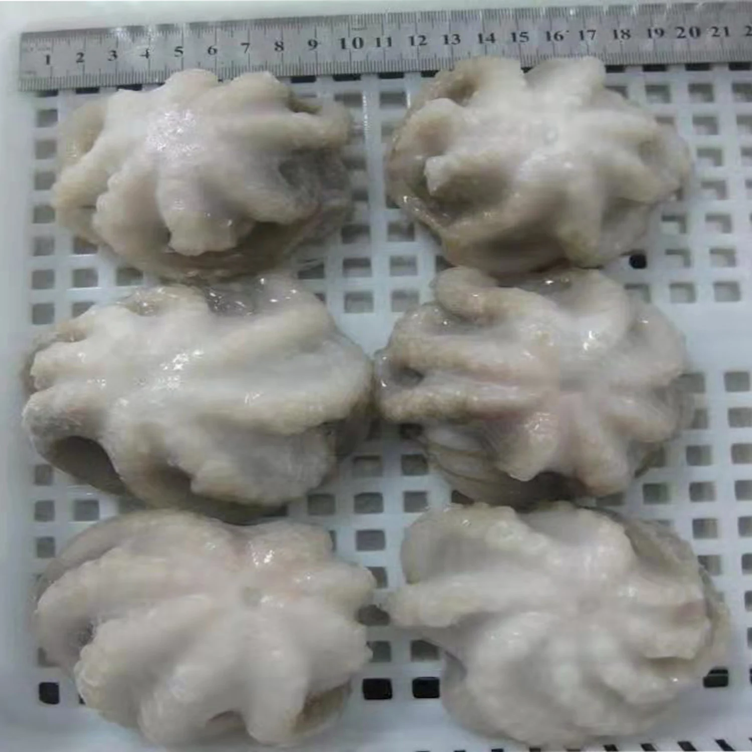 High Quality Seafood Frozen Whole Cleaned Baby Octopus With Cheap Price