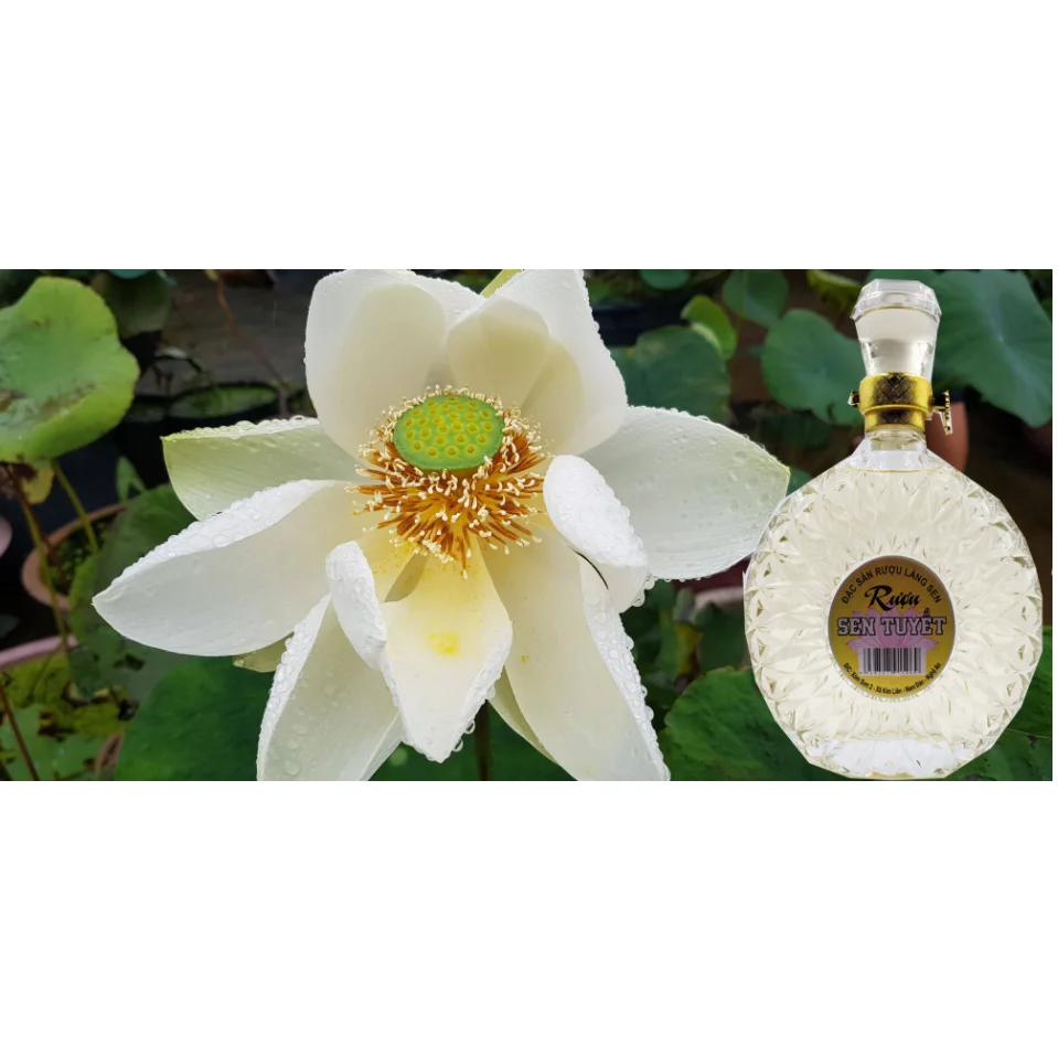 Natural Sweet Taste Mild Scent Pickled White Wine Snow Lotus Wine Good For Health With Glass Bottle Exported From Vietnam