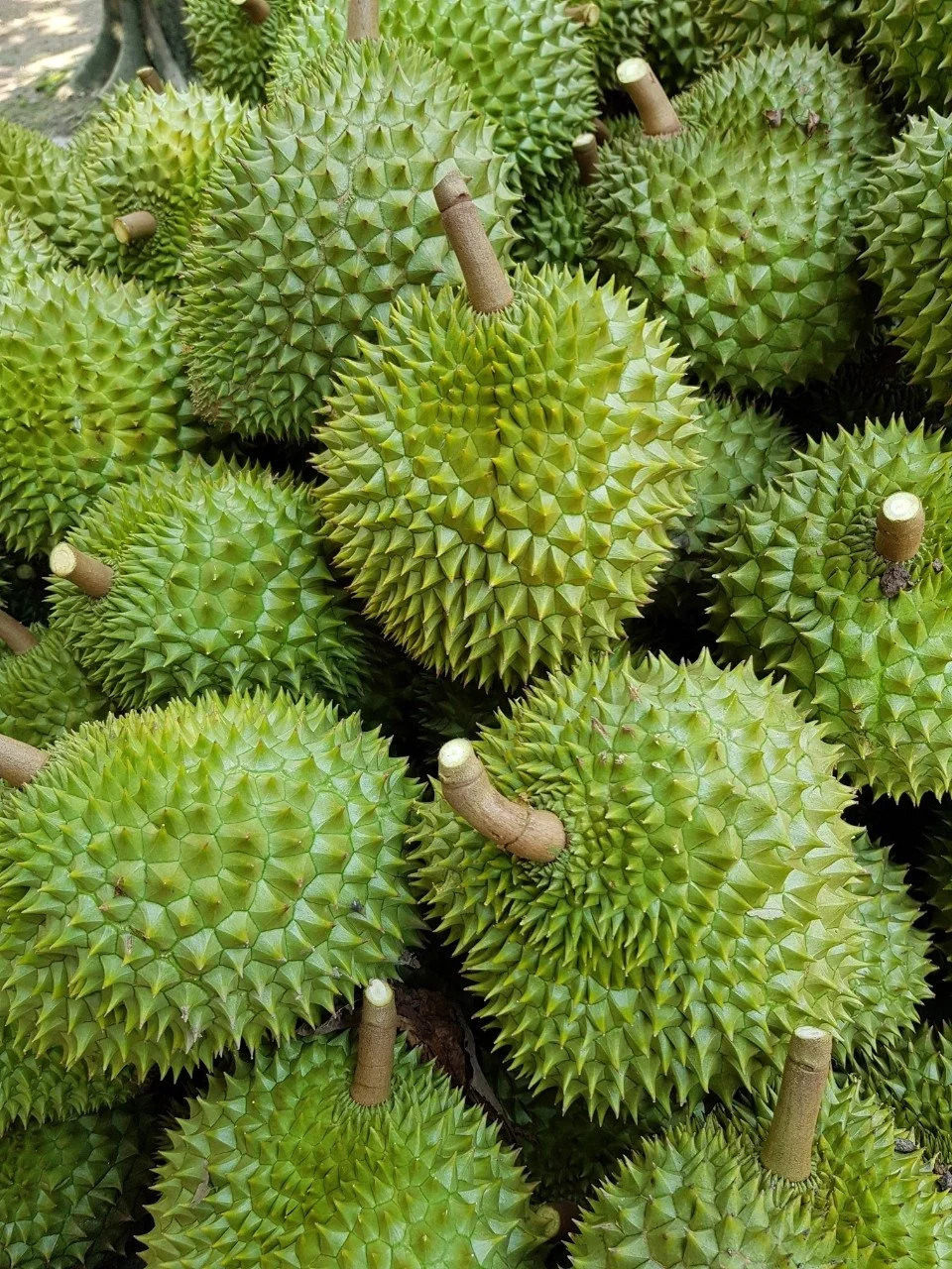 IQF FROZEN DURIAN RI6 TABLET ORIGIN VIETNAM FROM AN VAN THINH FOOD COMPANY AVTFOOD AVTF AVT / TABLETA CONGELADA DE DURIAN RI6