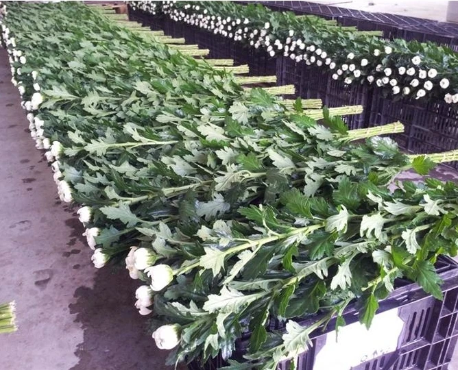
Fresh cut Chrysanthemums flower 
