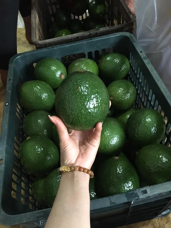 
Fresh Avocado from Vietnam for export with competive price standard quality avocado fresh fruit 
