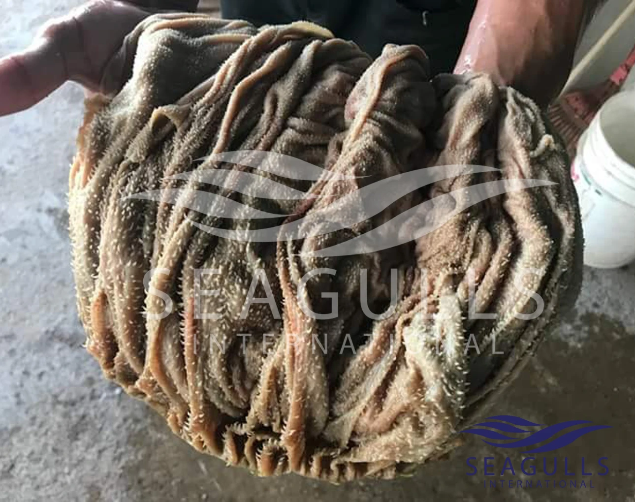 
Dry Salted Beef Omasum 