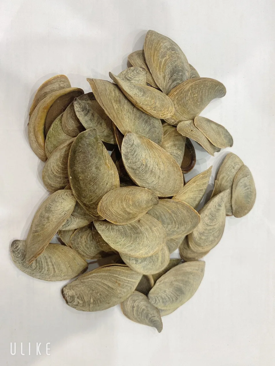 Efficient Production To Bahrain Operculum Black Conch Shell