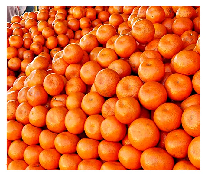Cheap Price  Pakistan Famous Brand mandarin orange Kinnow Malta Whole sale