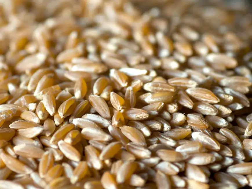 100% made in Italy organic pearl spelt BIG BA  spelled for cooking spelled to grind  spelled to be transformed into edible flour