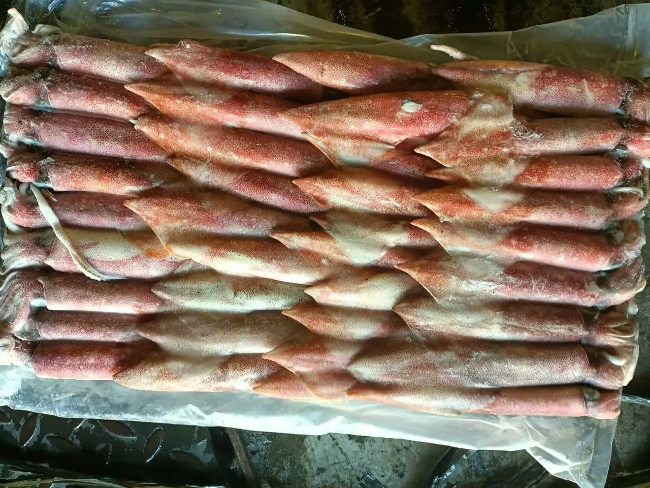 FROZEN INDONESIAN SQUID CHEAP FACTORY PRICE INDIAN SUPPLY