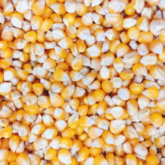 Vietnamese Yellow Corn Best Price Wholesale - Yellow Corn For Animal Feed