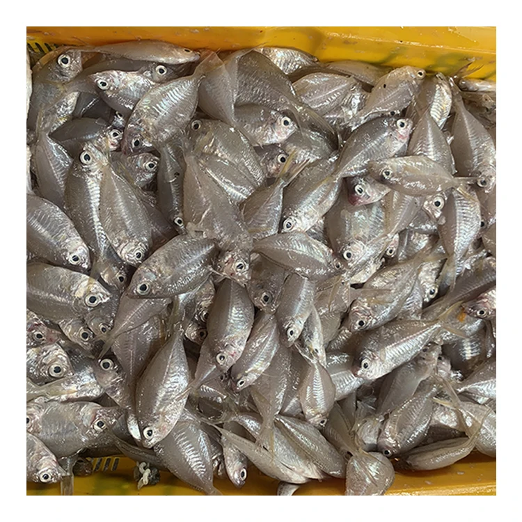 Fish and Seafood Wholesalers Glass Fish