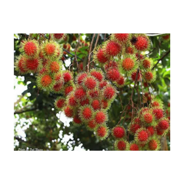 Fresh Rambutan Fruit, Natural Sweet Tropical Fruit From Thailand Best Price Wholesale High Quality