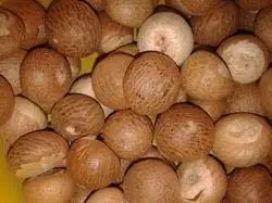 Бестселлер, привлекательная цена, орехи Betel оптом, лучшее качество, вьетнамское происхождение, Немедленная доставка | + 84984998194 (Ms.Kim)