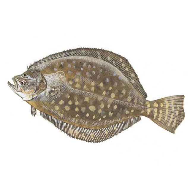 
High Value And No Small Thorns Frozen Fish Flounder Filleting Black Halibut Fresh Frozen Halibut Fish In Bulk 