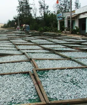 Wholesale Dried Anchovy Fish in Vietnam 2021