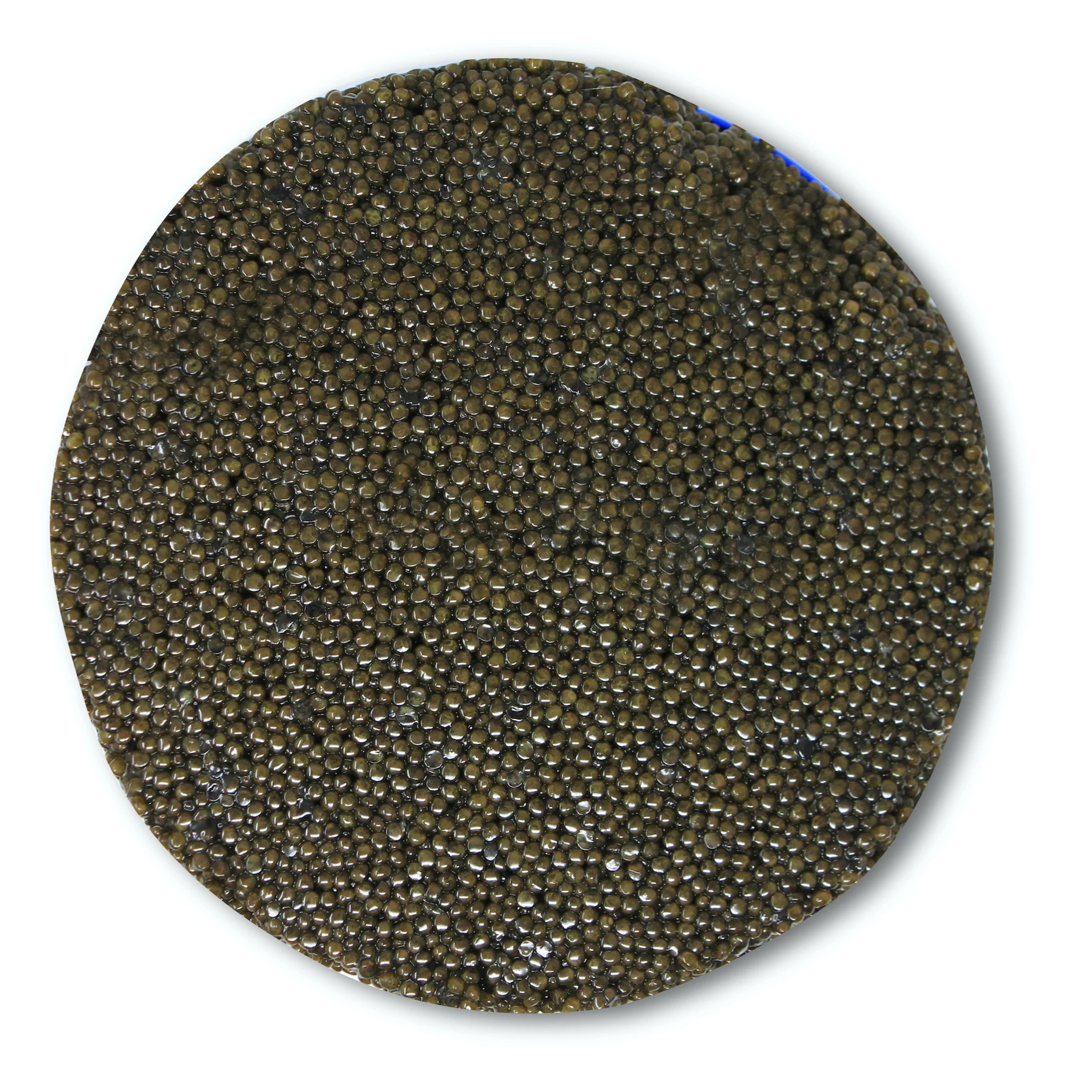 High quality  Malossol Sustainable White Sturgeon Caviar 1800gr Tin