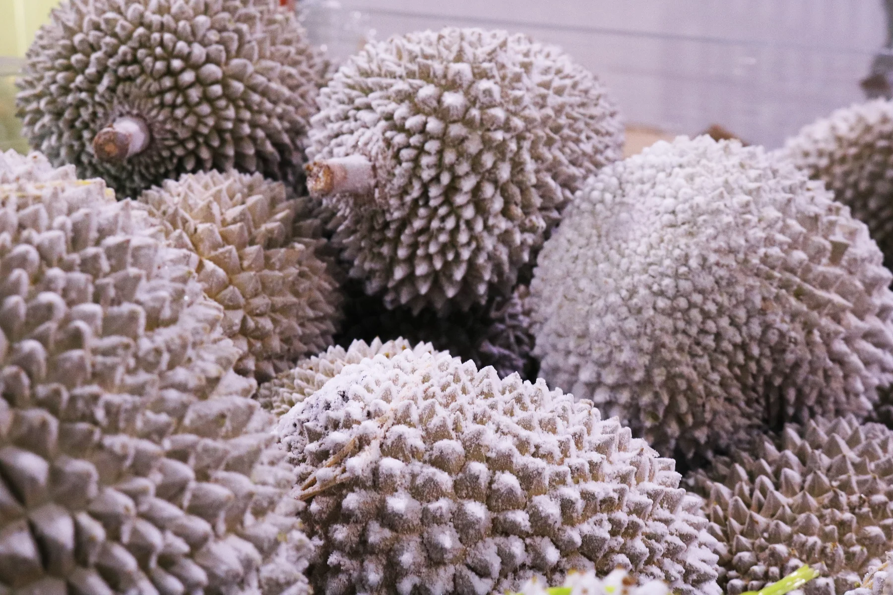
Premium Grade Musang King A D197 Frozen Durian with Shell from Malaysia Top Durian Fruit Supplier 