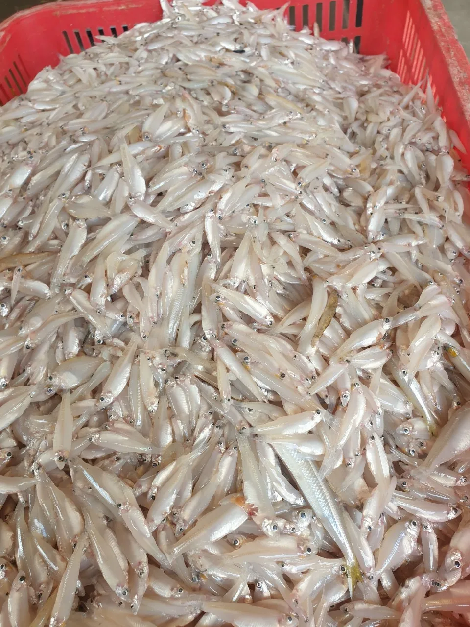 Wholesale Frozen Anchovy /  RIVER ANCHOVY Corica Soborna With High Quality From Vietnam