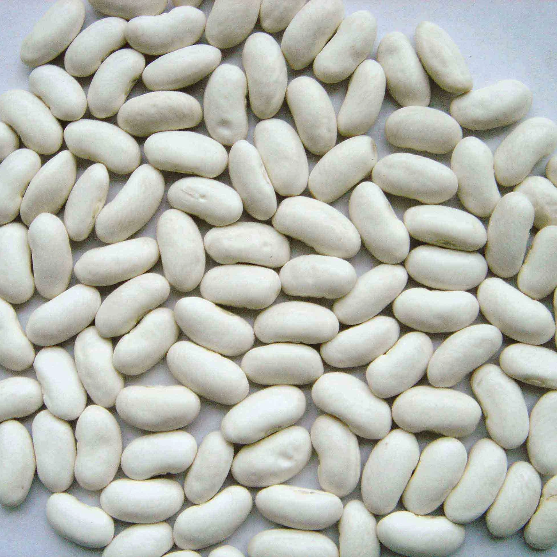 EGYPTIAN White Kidney Beans 180/200