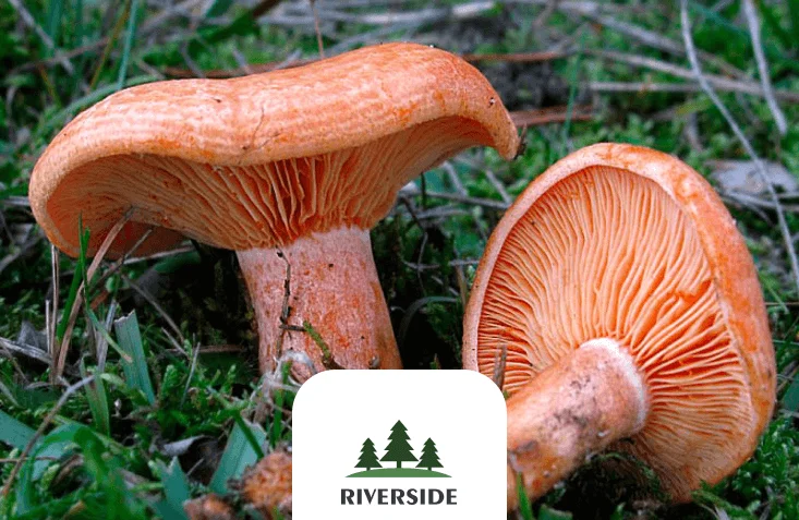Eco-Friendly Plastic Trays Prepacking Brown Saffron Milk Caps Mushrooms Grown in Clear and Wild Forests