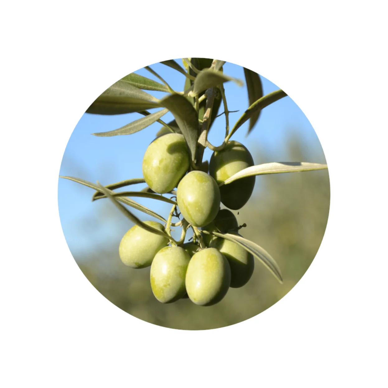 Spanish Extra Virgin Olive Oil   Premium   Picual   250ml. This is the most widespread variety in the olive oil world.