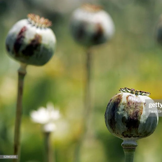 High Quality Poppy Seeds